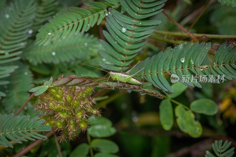 短翅草地蝈蝈，(Conocephalus brevipennis)， Sauterelle Ailes Courtes。